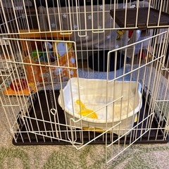 キャットゲージの画像