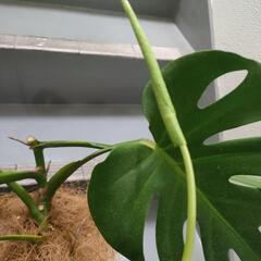 観葉植物　インテリア　モンステラ　デリシオーサ　7号の画像