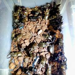 灯火採集　ライトラ　クワガタ　カブトムシの画像