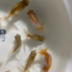 金魚　蝶尾　当歳魚　某品評会入賞魚の直仔の画像