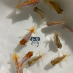 金魚　蝶尾　当歳魚　某品評会入賞魚の直仔の画像