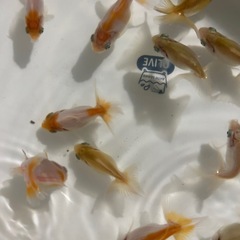 金魚　蝶尾　当歳魚　某品評会入賞魚の直仔の画像