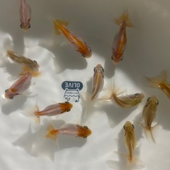 金魚　蝶尾　当歳魚　某品評会入賞魚の直仔の画像
