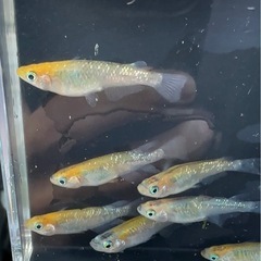 オーロラ黄ラメめだか 虹色ラメ 成魚 12匹の画像