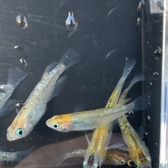 オーロラ黄ラメめだか 虹色ラメ 成魚 12匹の画像
