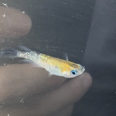 オーロラ黄ラメめだか 虹色ラメ 成魚 12匹の画像