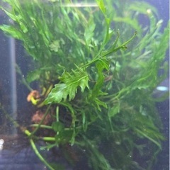 水草　ボルビティス？ の画像