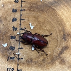 【オスB品】メタリフェルホソアカクワガタ 亜種サンギレンシス ペア♂57mm×♀27.2mmの画像