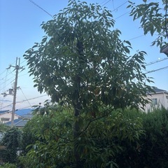 お庭の事何でもご相談ください！🌳の画像