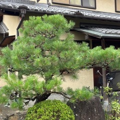 お庭の事何でもご相談ください！🌳の画像
