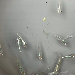 メダカ成魚10匹の画像