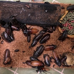 マダガスカルゴキブリの画像