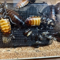 マダガスカルゴキブリの画像