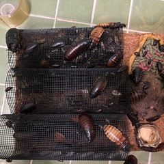 マダガスカルゴキブリの画像