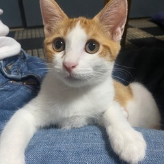 茶白のハチワレ