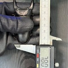 [国産オオクワガタNO:163]YG871系統  78ミリペアー の画像