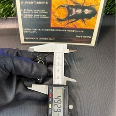 [国産オオクワガタNO:163]YG871系統  78ミリペアー の画像
