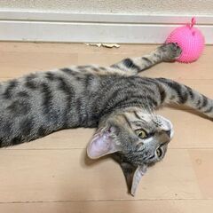 非常に人馴れ＆猫慣れしているメス猫3ヶ月（遊月：ゆづき）