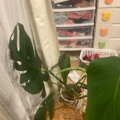 モンステラの植物の画像