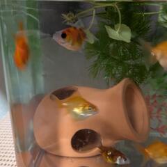金魚さんの画像