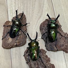 ニジイロクワガタ♂単品(1匹)の画像