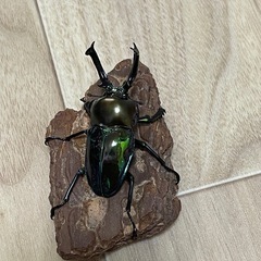 ニジイロクワガタ♂単品(1匹)の画像