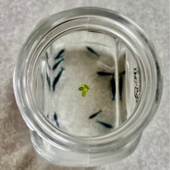 青いシュリンプ　10匹の画像