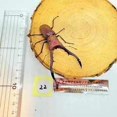 ㉒メタリフェルホソアカクワガタ　ペア の画像