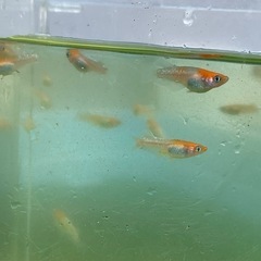レッドグリフ紅白　メダカ　めだかの画像