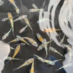 草餅　メダカ　めだかの画像