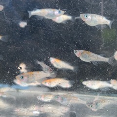 草餅　メダカ　めだかの画像