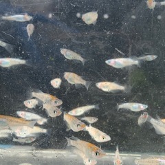 草餅　メダカ　めだかの画像