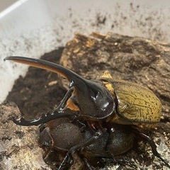 ヘラクレスオオカブト　幼虫2頭の画像