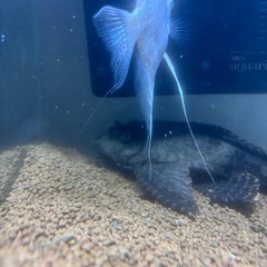 熱帯魚プレコの画像