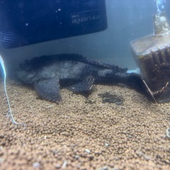熱帯魚プレコの画像