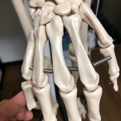 模型の画像
