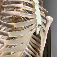 模型の画像