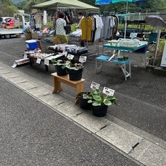 メダカ、ヌマエビあります　睡蓮はじめました
の画像