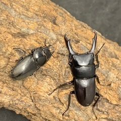 お子様にプレゼント！　コクワガタ　♂♀♀トリオの画像