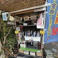 大特価ミジンコ🉐🉐養魚場直送　無人販売所　タイリクミジンコ、オオミジンコお得５００円🉐その他金魚、メダカ、水草販売🉐📢人気の為完売もございます🙇の画像