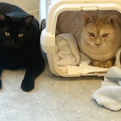 保護猫【可愛くて甘えん坊な兄弟 4才オス】