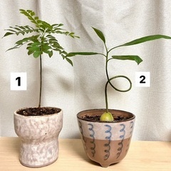 陶器植木鉢 カレーリーフ アボカド 5点セットの画像