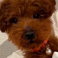 2歳︎︎ ♀トイプードル【急募早めにお迎え出来る方優先】