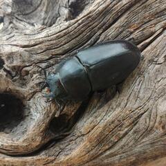 ノコギリクワガタ♂2♀2の画像
