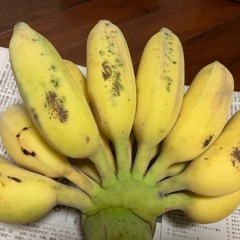 ≪草木も喜ぶ暑い夏！≫、うふぐすくナナ、2.6kg、沖縄南部産の画像