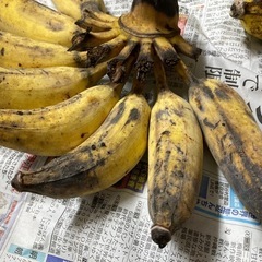 ≪草木も喜ぶ暑い夏！≫、うふぐすくナナ、2.6kg、沖縄南部産の画像