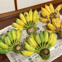 ≪草木も喜ぶ暑い夏！≫、うふぐすくナナ、2.6kg、沖縄南部産の画像