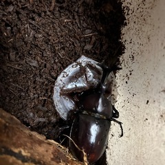 岐阜県産　国産カブトムシの画像