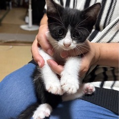 生後1ヶ月♡もふもふ白黒ハチワレ♡甘えん坊！5兄妹