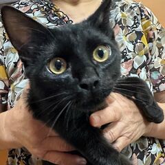 甘えん坊の可愛い子猫　美しい漆黒の男の子